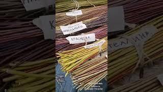 Тверская ива. Разноцветие цвета коры у нашей ивушки в питомнике ТВЕРСКАЯ ИВА tveriva.ru 