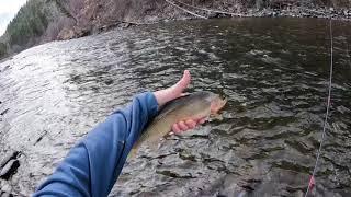 Catching MANY fish on a Tenkara Rod