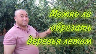 Какие ВЕТКИ нужно ОБРЕЗАТЬ летом? #домисадутаке #огород #сад #дерево #лайфхак #лайфхаки #обрезка