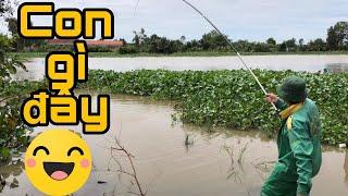 Câu Cá Rô Đồng.Được Người Anh Share Điểm Câu Và Cái Kết/@Ninh Fishing