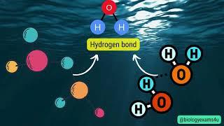 Difference between  High Specific Heat and High Heat of Vaporization of water with example.