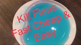 How to Get Rid of Fleas Fast Cheap and Easy. See Links / Info in Description 