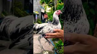 baby stag hennie kanaway blue legs #chicken #ayam #rooster
