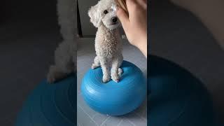 강아지 슬개골 탈구 극복기 ! 짐볼 스쿼트 강아지 ! 운동 강아지 !