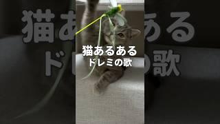 猫あるあるドレミの歌12 #猫動画 #猫 #猫のいる暮らし #猫になりたい #かわいい猫 #ネコ #やっぱり猫が好き #猫のいる生活