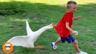 Funny Goose Chasing Babies Compilation || Just Funniest