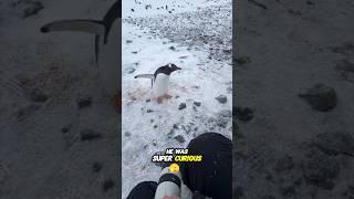 Penguin saw Human for the first time  @MarkHarrison4