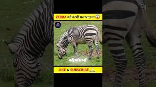 ZEBRA को कभी मत पालना  #shorts #factmine #funwithfacts #story #youtubeshorts #shorts #southkorea