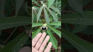 cute butterfly on cassava tree #anyuniqueanimals #butterfly #fypシ゚viral