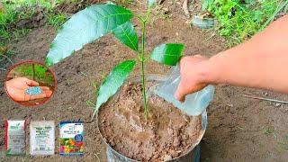 The Best Npk Fertilizer For Mango Trees In Pots | Best Fertilizer