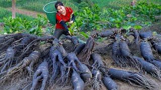 WOMEN Harvesting THOUSAND ROOT GINSENG Goes to market sell | Ella Daily Life