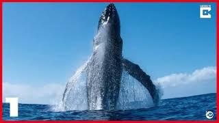 TOP 10 WHALE BREACHES (JUMPS) | 2021 EDITION