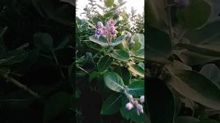 viral video viral ,#funny #comedy #song short video 