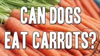 Can dogs eat carrots? - Ask Asta