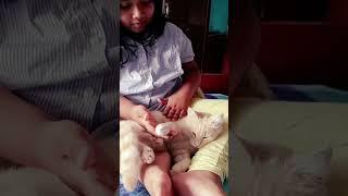 So cute#shorts#cute#cat#love#Sohan'sdiaryinItaly