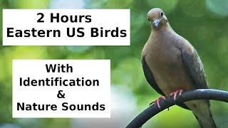 Relaxing Eastern U.S. Birds with Identification and Nature Sounds | All Seasons | 2 Hours