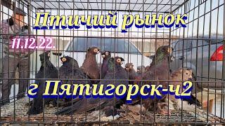 Pigeons prices Bird market Pyatigorsk - h2