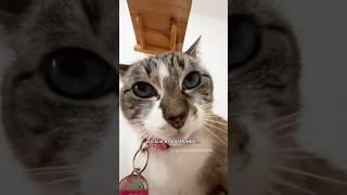 PRESENTE DO CORAÇÃO  #gatalunacatarina #comedia #gatos