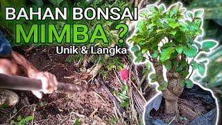 MENGESANKAN! BERBURU BAHAN BONSAI UNIK & LANGKA DI ALAM