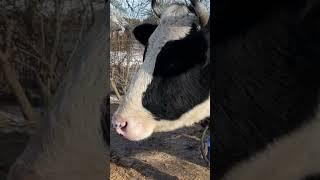 Коровы дальтоники. Интересные факты о коровах. 6. #cow #cowvideos #коровы #факты