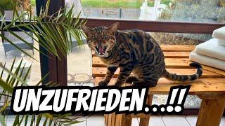 Dieser Kater ist heute irgendwie mit der falschen Pfote aufgestanden und anscheinend wieder top fit