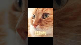 RIP kitty #sad #cats #shorts #shortsfeed #dogsofyoutube