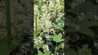 Колючий огурец-Эхиноцистис, отличный медонос #колючийогурец #бешенныйогурец #лиана #медонос #лето