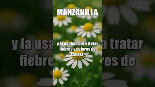  Manzanilla: El Remedio Universal que Cruza los Siglos