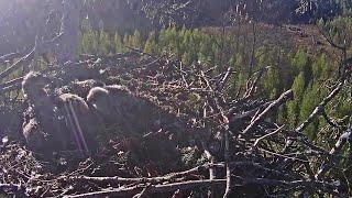 Jūras ērglis ~PART 2 Hawklet cuddles with the eaglets~7:42 am 2020/05/18