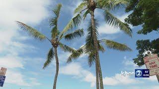 Paradise lost: Hawaii palm trees to be cut down due to CRB