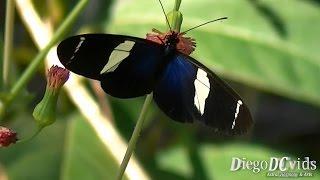 Heliconius sara apseudes - Sara Longwing (Heliconiinae - Heliconiini)