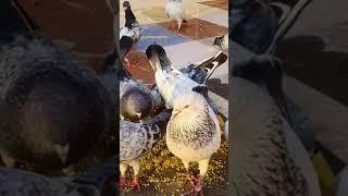 kabootar ki short video   ️    #sa_pigons_gondal #kabootar #pigeon