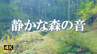 静かな森の音：鳥の鳴き声 / ストレス緩和、自律神経を整える 【自然音,ASMR,4K,relaxing nature sounds】