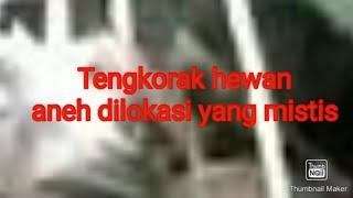 MYSTICAL STORY GAIB HARI INI DAPAT KEPALA TENGKORAK DARI HEWAN ANEH PENUH MISTERI