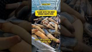 Fascinating Facts About Geoducks Clam #shorts