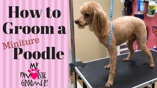 How To Groom A Poodle