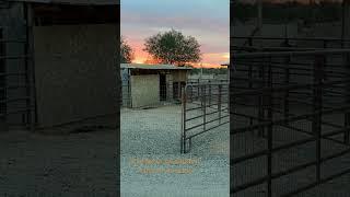 Sunrise at an Alpaca Farm in Arizona 