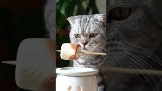  Cat Makes Marshmallow Cookie! (Adorable Chef!) #shorts #cute #cat #chef #unexpected #marshmello