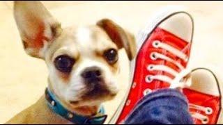 Talking Dog: Stress-Free Training - How Play Turns Pups into Perfect Pals