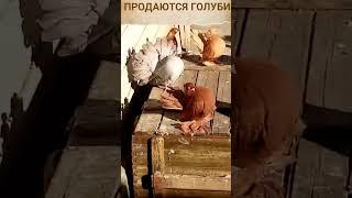 СТАТНЫЕПРОДАЮТСЯ#shortvideo