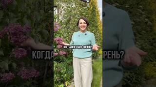 Когда покупать сирень?