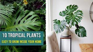 10 Indoor Tropical Plants that Easy to Grow