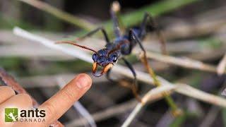 Testing the Aggressive & Stinging BULL ANTS of Australia