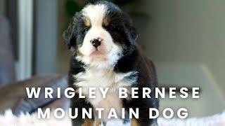 Wrigley Bernese Mountain Dog Puppy Here at Mountain Dog Companion!