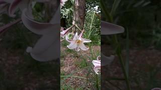 Crinum bulbispermum/Amaryllidoideae/ Кринум/#shorts