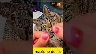 reazione del gatto | #funny #shortvideo 