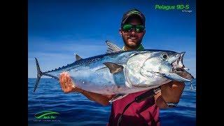 Little Tunny in the Ligurian sea with Pelagus 90-S