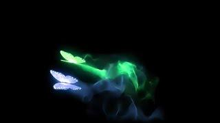 Butterfly effect black screen video | Flying butterfly black screen effect