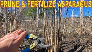 How To Prune And Fertilize ASPARAGUS For A Bigger Harvest!