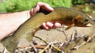 Dry Fly Tenkara Fly Fishing For Westslope Cutthroat On A Small Montana Creek